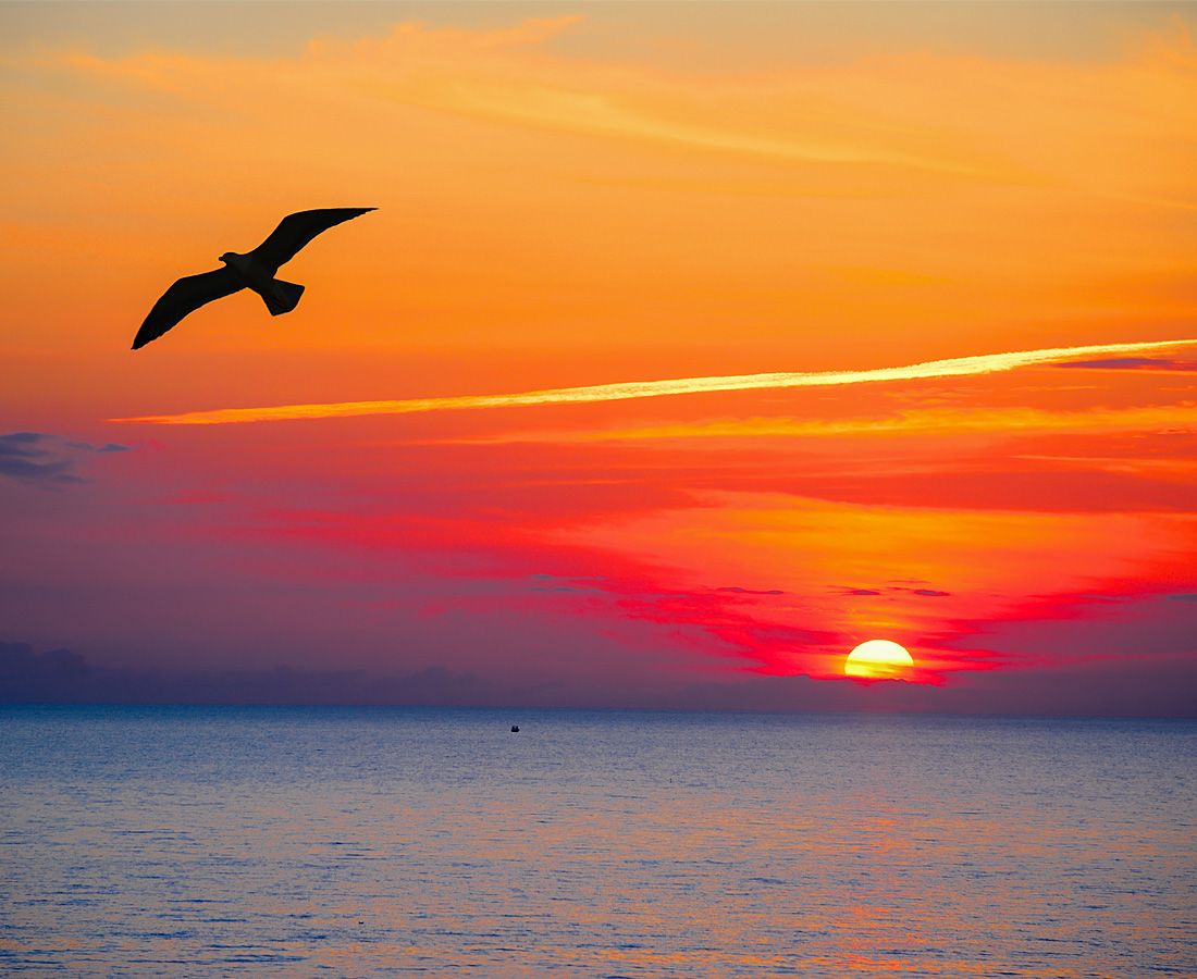 Gabbiano in volo su tramonto idiliaco sulla spiaggia Longa di Isola Rossa